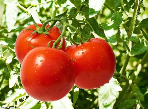 Как часто нужно поливать томаты в жару, чтобы не потерять урожай и почему стоит отказаться от вечернего полива