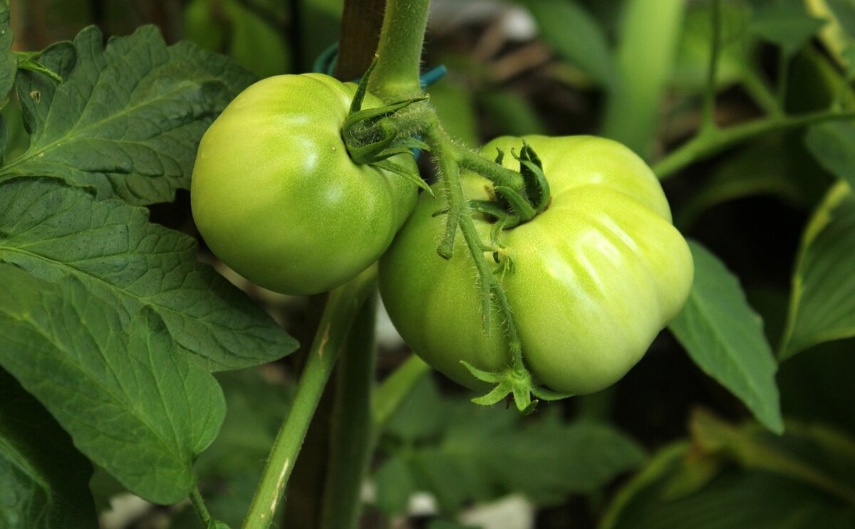 Почему опадают зеленые незрелые помидоры и как спасти урожай
