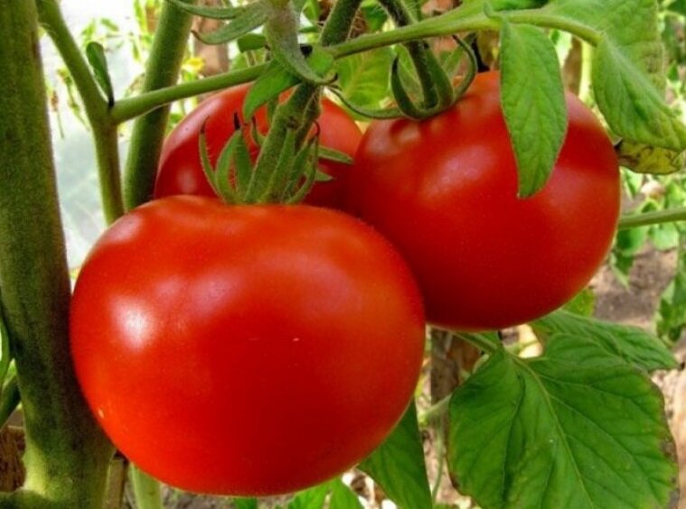 Как я ухаживаю за помидорами в августе и получаю богатый урожай сочных и крупных плодов. Хватает на засолку и на томатный сок