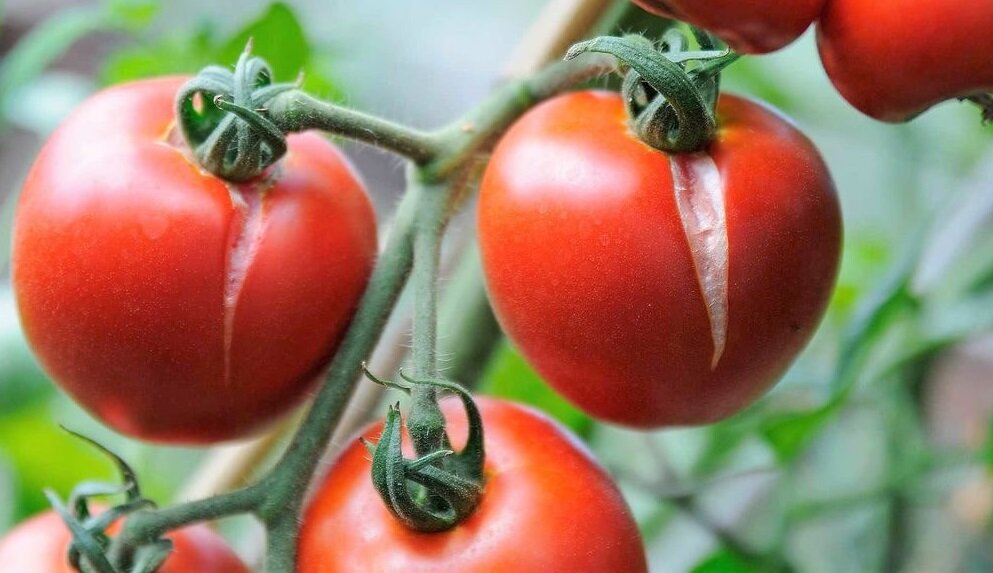 Почему трескаются помидоры на грядке и что нужно делать