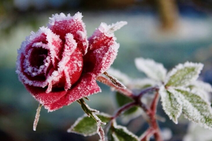 Каждый год перед зимой защищаю все розы в саду от болезней и вредителей. Делюсь проверенным способом